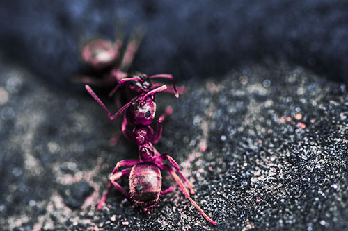 Carpenter Ants Battling Over Territory (Purple Tint Photo)