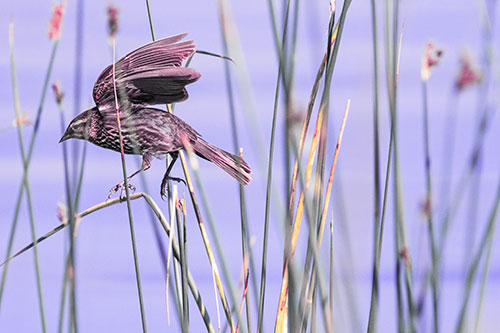 Cattail Jumping Female Red Winged Blackbird (Purple Tint)