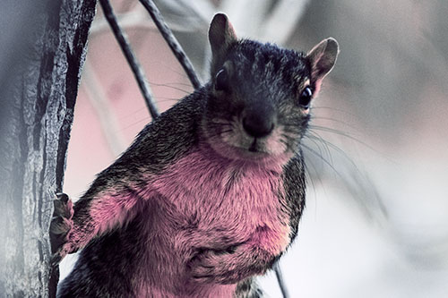 Chest Holding Squirrel Leans Against Tree (Purple Tint Photo)