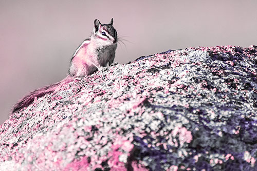 Chipmunk Blending Atop Arching Fungi Rock (Purple Tint Photo)