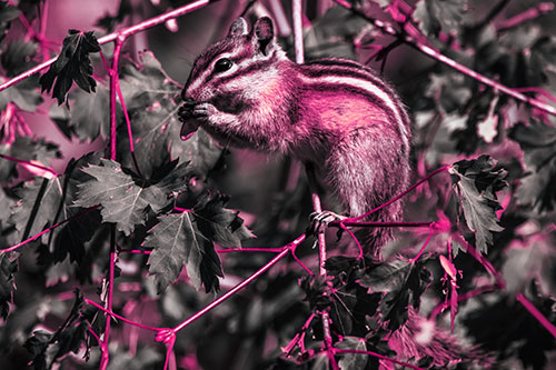 Chipmunk Feasting On Tree Branches (Purple Tint Photo)