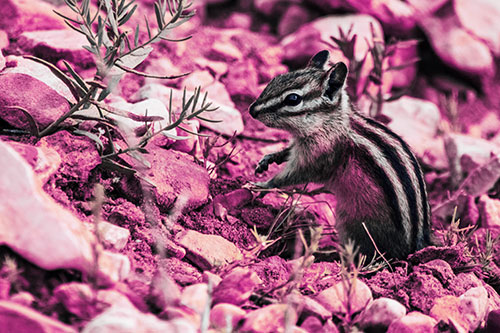 Chipmunk Ripping Plant Stem From Dirt (Purple Tint Photo)