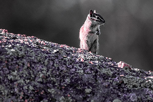 Chipmunk Standing Atop Sloping Fungi Rock (Purple Tint Photo)