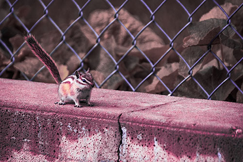 Chipmunk Walking Along Wet Concrete Wall (Purple Tint Photo)