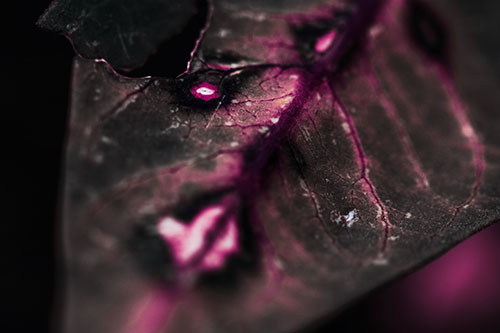 Chipped Vein Decaying Leaf Face (Purple Tint Photo)