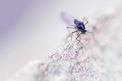 Chironomid Midge Fly Standing Along Rock Edge (Purple Tint Photo)