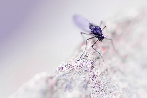 Chironomid Midge Fly Standing Along Rock Edge (Purple Tint)