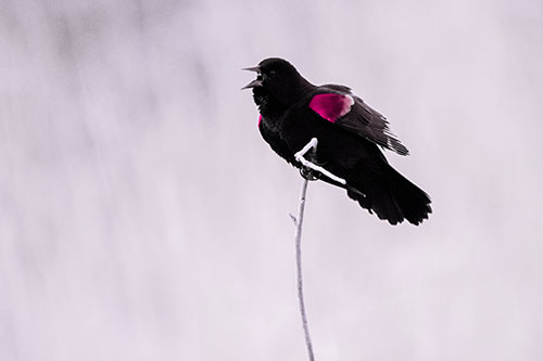 Chirping Red Winged Blackbird Atop Snowy Branch (Purple Tint Photo)