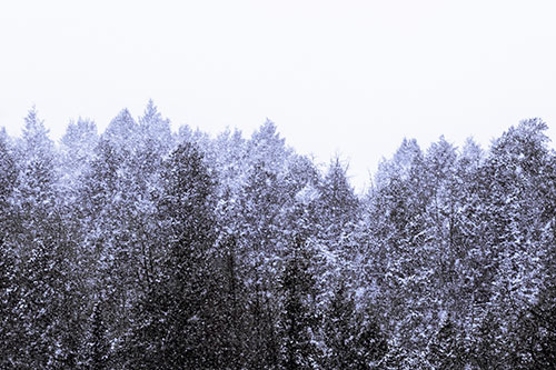 Christmas Snow Blanketing Trees (Purple Tint Photo)