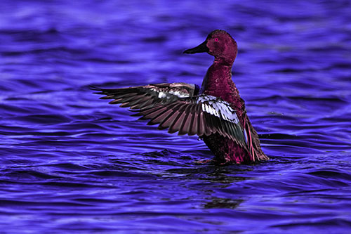 Cinnamon Teal Duck Flaps Wings Among Lake (Purple Tint)