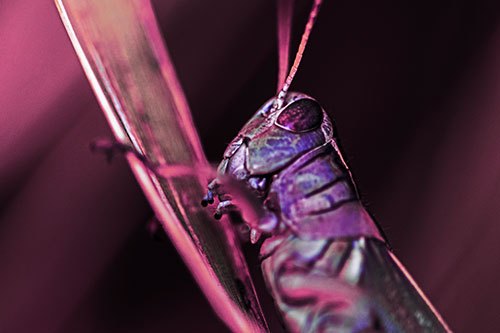 Climbing Grasshopper Crawls Upward (Purple Tint Photo)