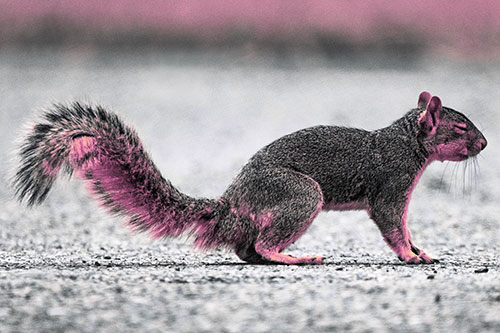 Closed Eyed Squirrel Meditating (Purple Tint Photo)