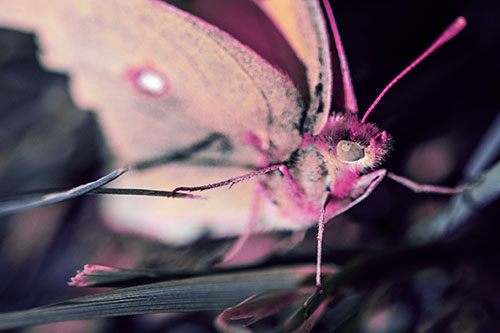 Cloudless Sulphur Butterfly Taking Stance (Purple Tint)