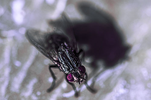 Cluster Fly Casting Shadow Among Sunlight (Purple Tint Photo)