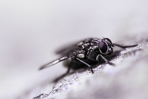 Cluster Fly Perched Among Rock Surface (Purple Tint Photo)