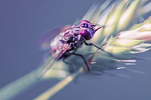 Cluster Fly Rests Atop Grass Blade (Purple Tint Photo)