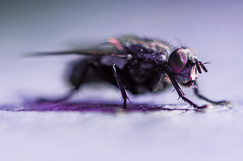 Cluster Fly Stands Among Sunshine (Purple Tint Photo)