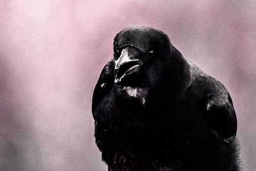 Cold Snow Beak Crow Cawing (Purple Tint Photo)