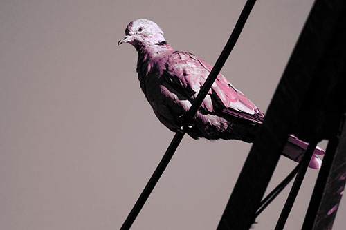 Collared Dove Perched Atop Wire (Purple Tint Photo)