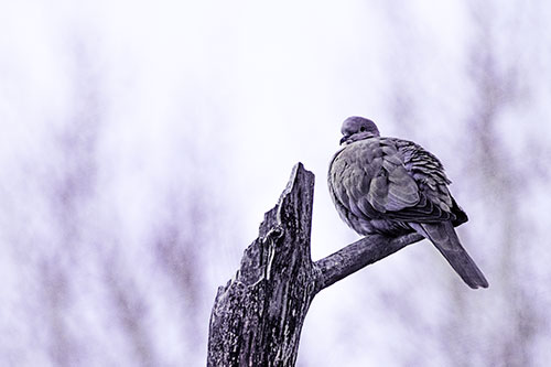 Collared Dove Sitting Atop Broken Tree (Purple Tint)