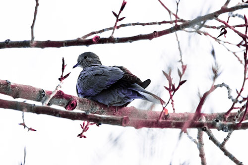 Collared Dove Sitting Atop Tree Branch (Purple Tint Photo)