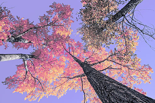 Colorful Towering Autumn Trees Among Clear Sky (Purple Tint)