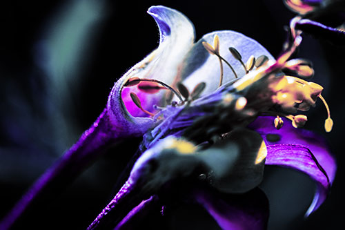 Columbine Flower Face Embracing Sunlight (Purple Tint)
