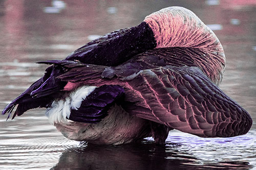 Contorting Canadian Goose Playing Peekaboo (Purple Tint Photo)