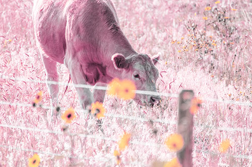 Cow Snacking On Grass Behind Fence (Purple Tint Photo)