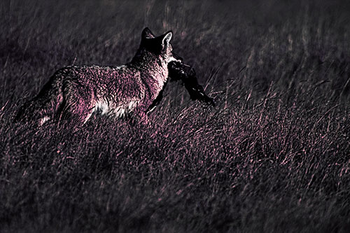 Coyote Heads Towards Forest Carrying Dead Animal Carcass (Purple Tint Photo)
