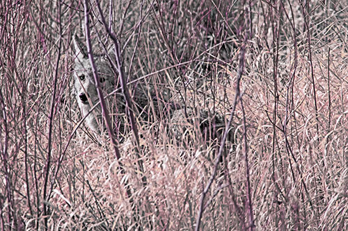 Coyote Makes Eye Contact Among Tall Grass (Purple Tint)