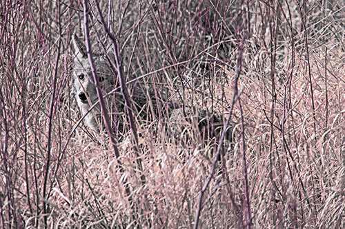 Coyote Makes Eye Contact Among Tall Grass (Purple Tint Photo)