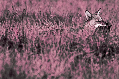 Coyote Running Through Tall Grass (Purple Tint Photo)