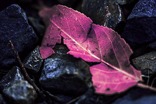 Cracked Soggy Leaf Face Rests Among Rocks (Purple Tint Photo)
