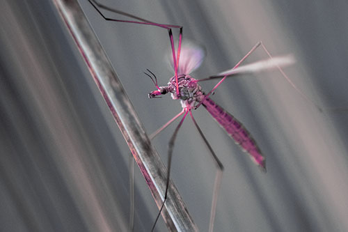 Crane Fly Clinging Ahold To Grass Blade (Purple Tint)