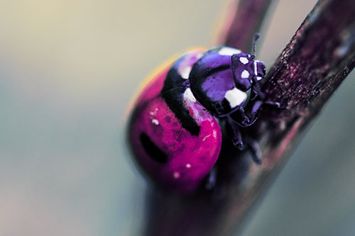 Crawling Ladybug Climbing Up Plant Stem (Purple Tint Photo)