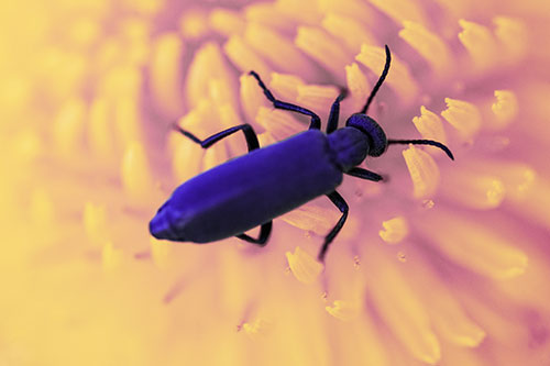 Crawling Oedemera Beetle Searching Atop Dandelion (Purple Tint)
