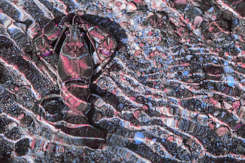 Crayfish Holds Onto Riverbed Floor Among Rippling Water (Purple Tint)
