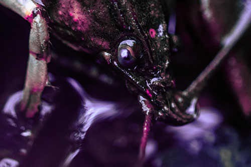 Crayfish Standing Above Flowing Water (Purple Tint Photo)