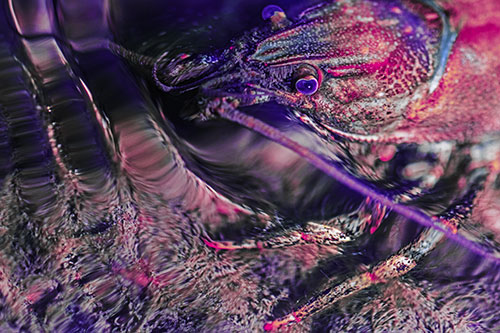 Crayfish Swims Against Rippling Water (Purple Tint Photo)