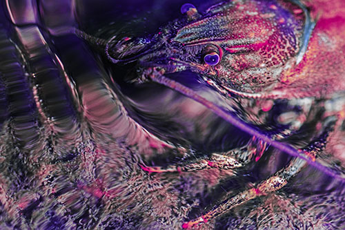 Crayfish Swims Against Rippling Water (Purple Tint)