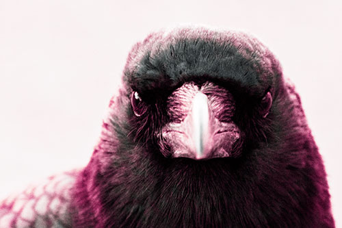 Creepy Close Eye Contact With A Crow (Purple Tint Photo)