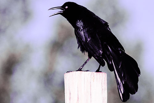 Croaking Great Tailed Grackle Perched Atop Wooden Post (Purple Tint)