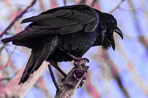 Croaking Raven Perched Atop Broken Tree Branch (Purple Tint Photo)