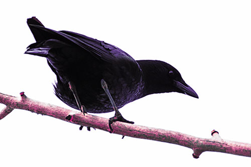 Crouching Crow Peeking Below Thick Tree Branch (Purple Tint Photo)