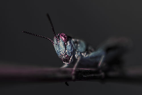 Crouching Grasshopper Gripping Onto Grass Blade (Purple Tint)