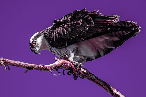 Crouching Osprey Hawk Looking Below Shredded Tree Branch (Purple Tint)