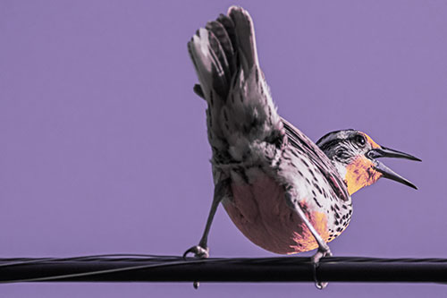 Crouching Western Meadowlark Singing Towards Sunlight (Purple Tint)