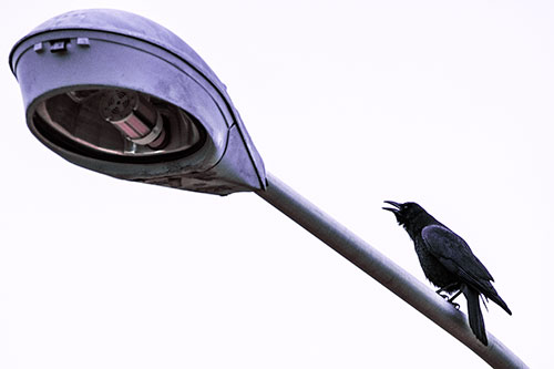 Crow Cawing Atop Sloping Light Pole (Purple Tint Photo)