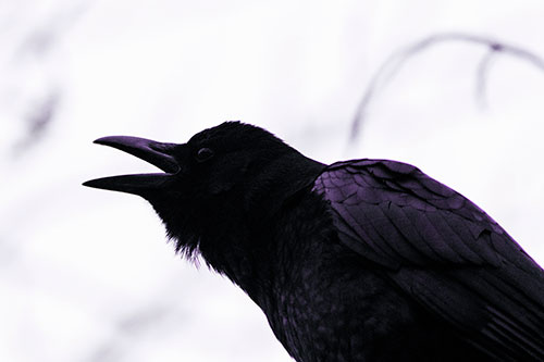 Crow Cawing Into Fog Filled Sky (Purple Tint Photo)